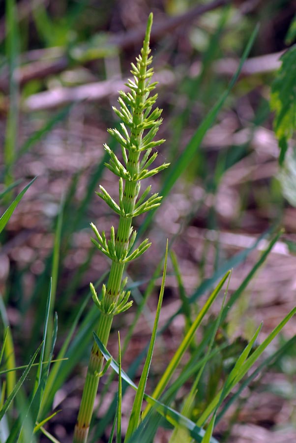 Equisetum telmateja